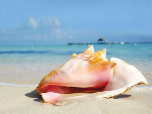 Turks and Caicos Conch Shell